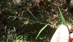 Ottochloa gracillima