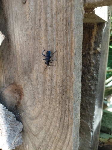 Blauvioletter Scheibenbock