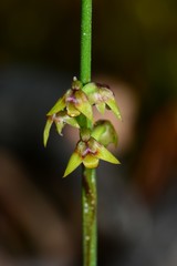 Genoplesium pumilum