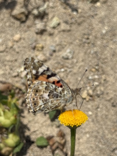 Painted Lady