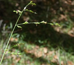 Ottochloa gracillima