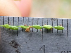 Ottochloa gracillima