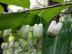 Polygonatum arisanense