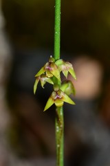 Genoplesium pumilum