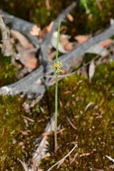 Genoplesium pumilum