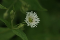Stellaria radians