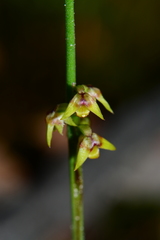 Genoplesium pumilum