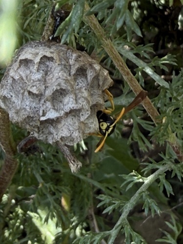 French Paper Wasp