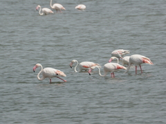 Phoenicopterus roseus