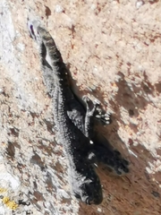 Ptyodactylus puiseuxi