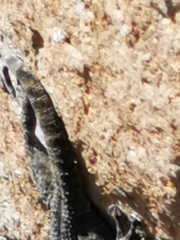 Ptyodactylus puiseuxi