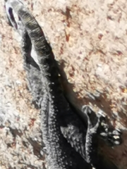 Ptyodactylus puiseuxi