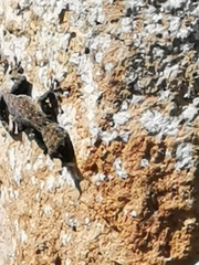 Ptyodactylus puiseuxi