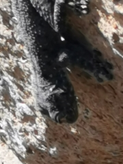 Ptyodactylus puiseuxi