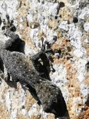 Ptyodactylus puiseuxi