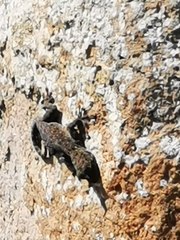 Ptyodactylus puiseuxi