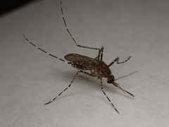 Mansonia septempunctata