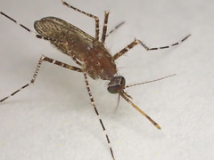 Mansonia septempunctata