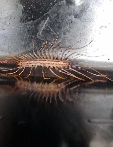House Centipede