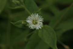 Stellaria radians