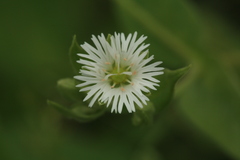 Stellaria radians