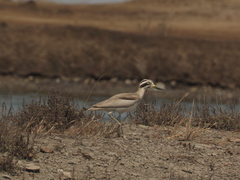 Esacus recurvirostris