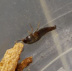 Sepedophilus marshami