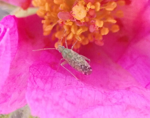 Macrotylus paykullii observed 2026-05-07