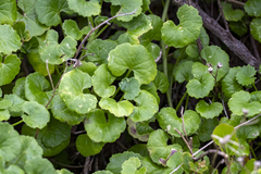 Cineraria geifolia