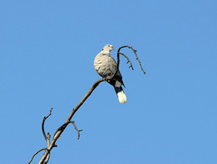 Streptopelia decaocto