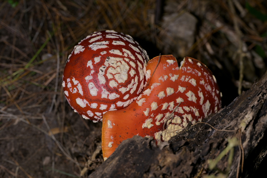 Amanita muscaria · May 2026 · photo: © christopherstephens (iNaturalist, cc-by)