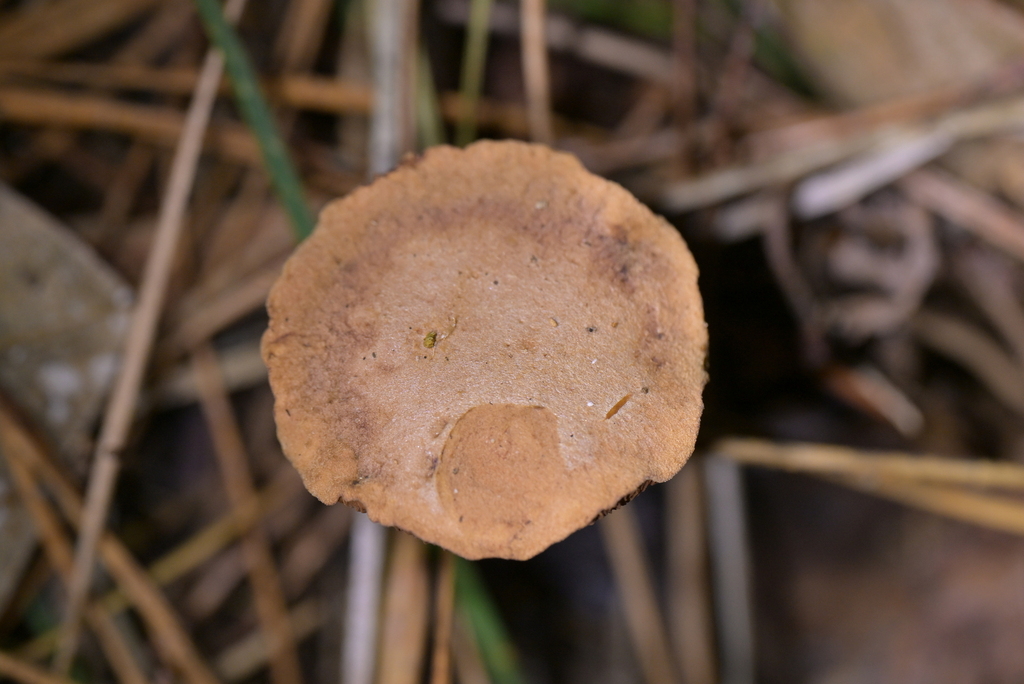 Chalciporus piperatus · May 2026 · photo: © christopherstephens (iNaturalist, cc-by)