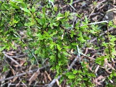 Pittosporum viscidum