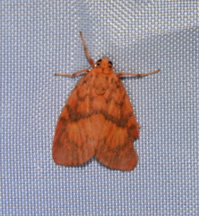 Miltochrista pyraula
