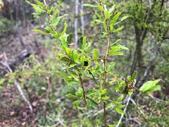 Pittosporum viscidum