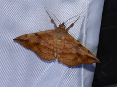 Anticarsia irrorata