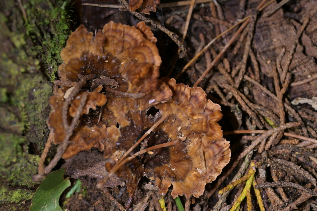 Podoscypha petalodes · May 2026 · photo: © christopherstephens (iNaturalist, cc-by)