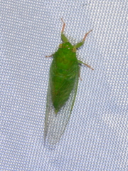 Owra insignis