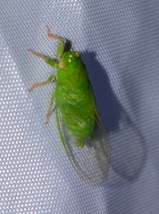 Owra insignis