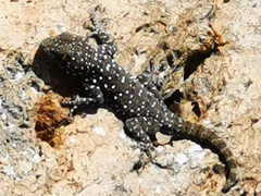 Ptyodactylus puiseuxi