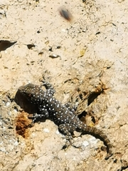 Ptyodactylus puiseuxi