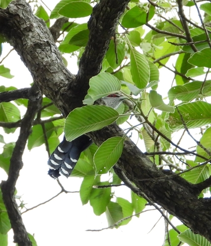 Green-billed Malkoha
