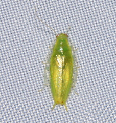 Mediastinia platycephala