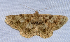 Racotis maculata