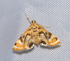 Margarosticha repetitalis