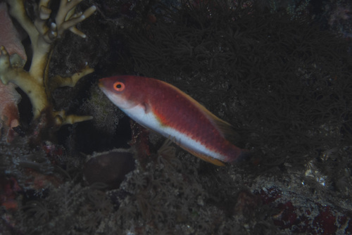 Cirrhilabrus filamentosus observed 2026-05-05