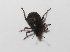 Rhinoncus leucostigma