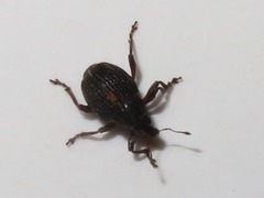 Rhinoncus leucostigma