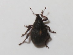 Rhinoncus leucostigma