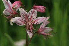 Dictamnus dasycarpus